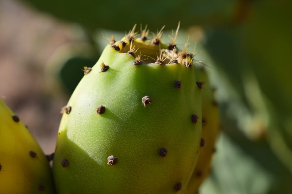 green prickly pear preview