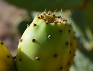 green prickly pear thumbnail