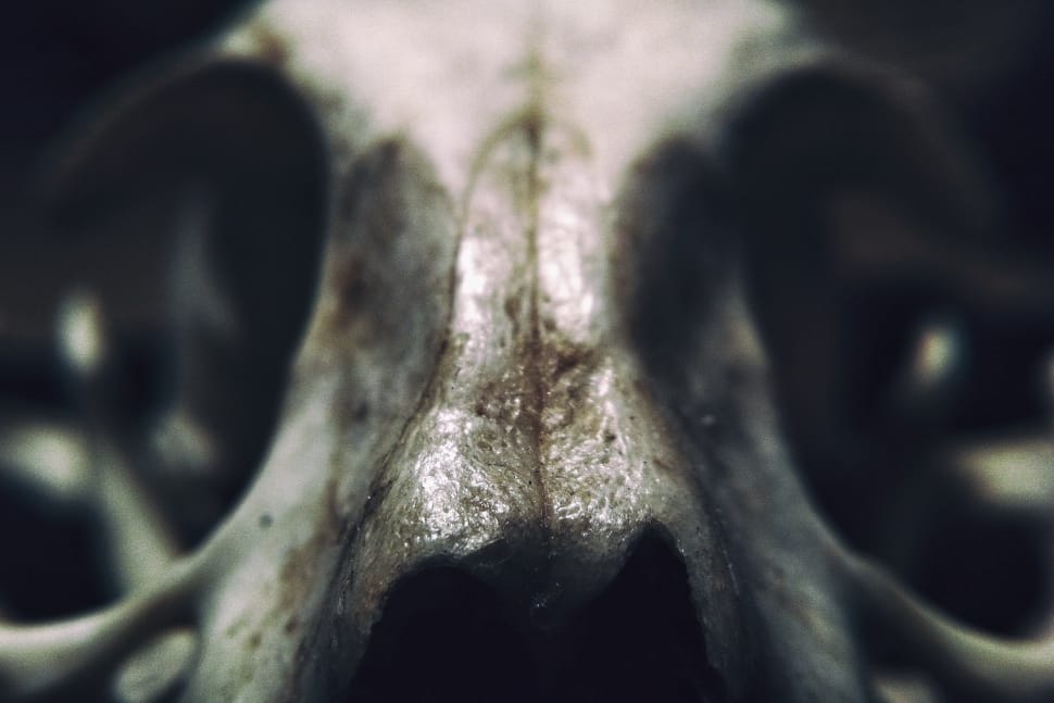 animal skull preview