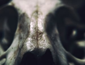 animal skull thumbnail