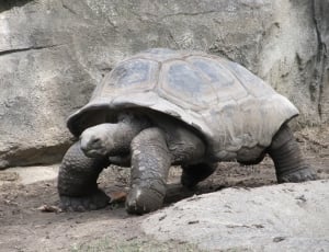 brown and black tortoise thumbnail