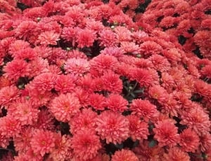 red multi petaled cluster flowers thumbnail