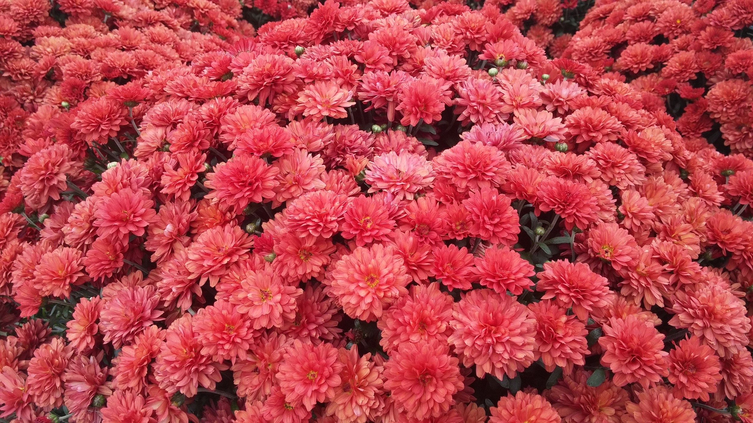 red multi petaled cluster flowers