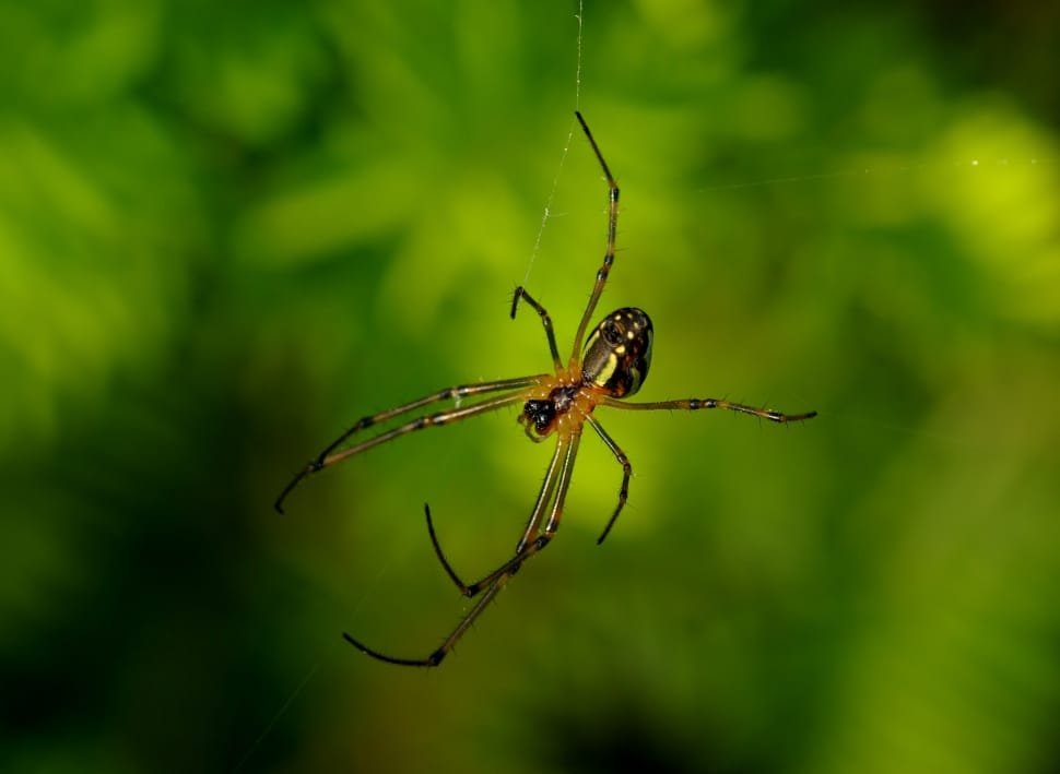 Long-Jawed Orb Weaver, Web, Spider, insect, animals in the wild preview