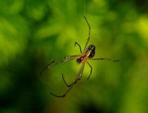 Long-Jawed Orb Weaver, Web, Spider, insect, animals in the wild thumbnail
