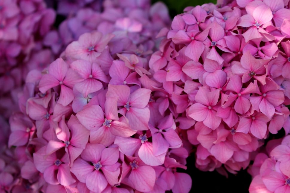 pink hydrangeas preview