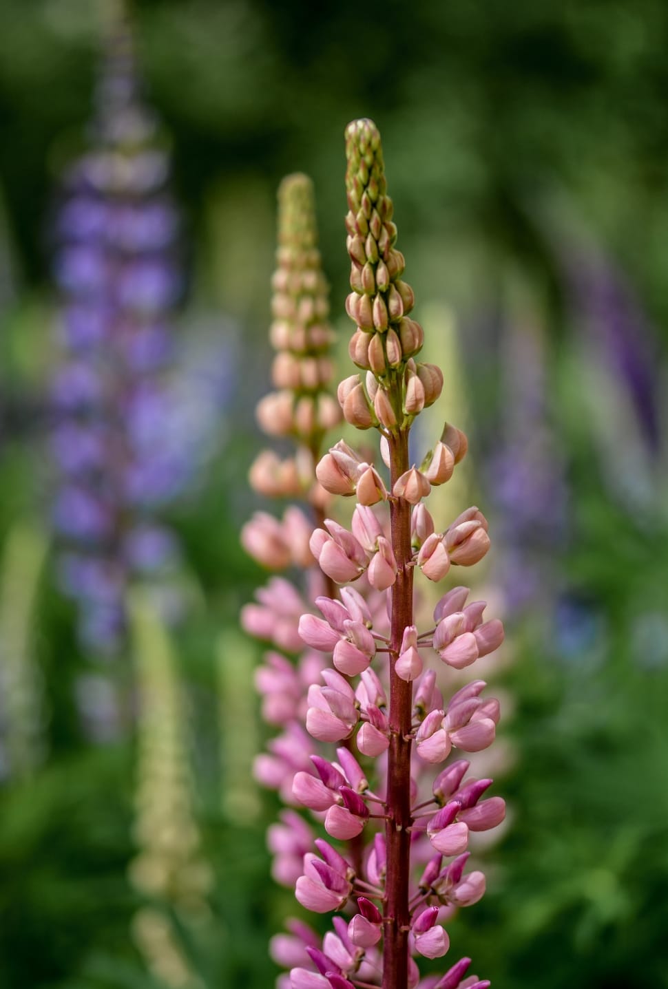 pink lupine flower buds preview