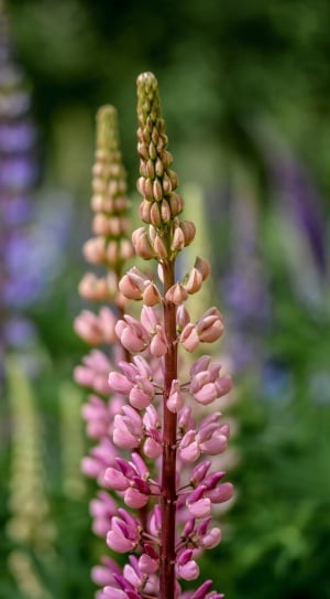 pink lupine flower buds thumbnail