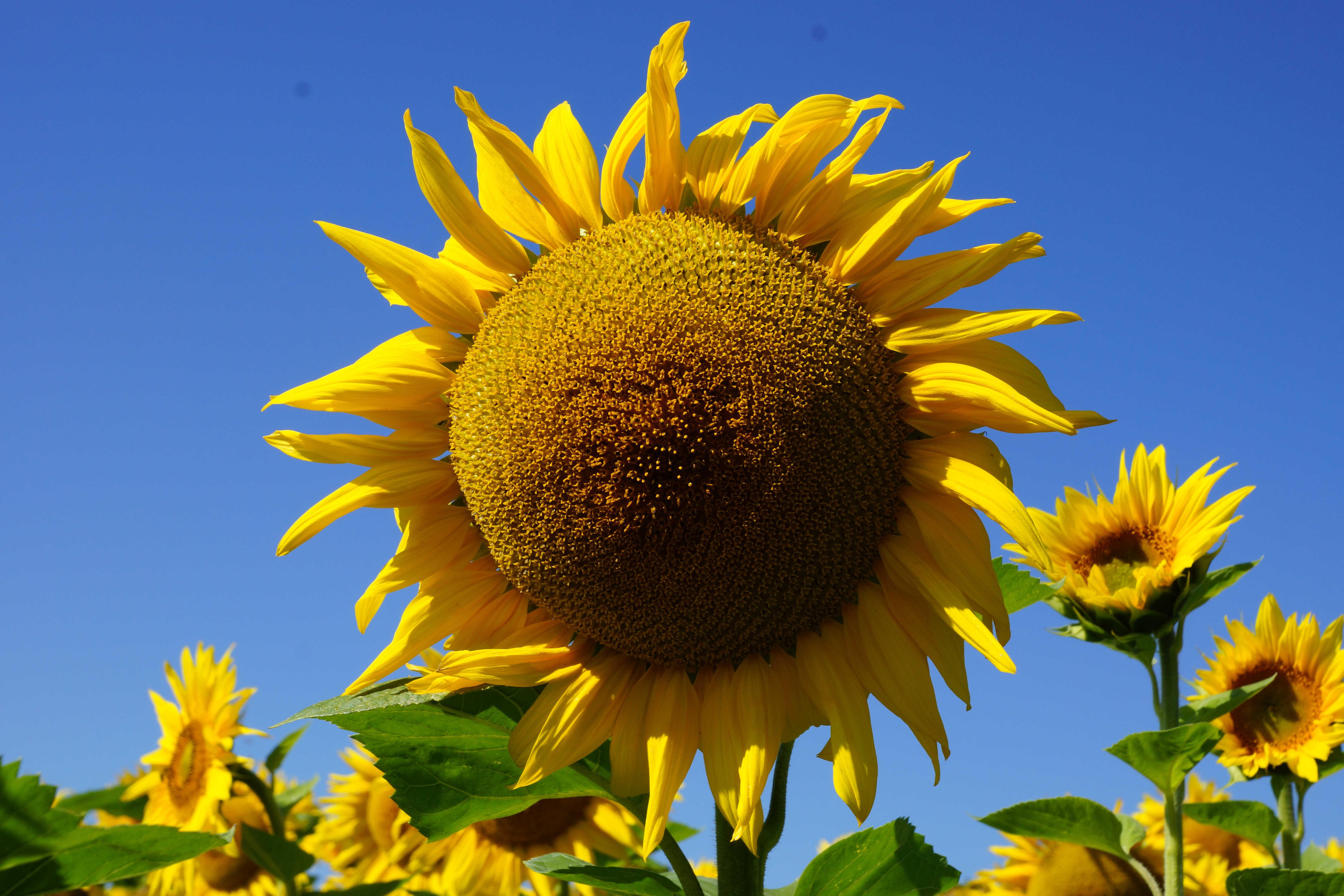 yellow sunflower