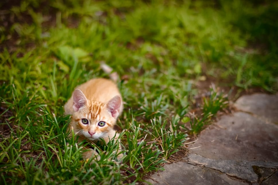 yellow little kitten in grass preview