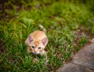 yellow little kitten in grass thumbnail