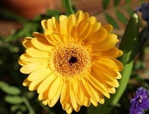 Gerbie, Flower, Yellow, flower, petal thumbnail