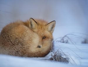 red fox thumbnail