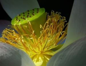 Lotus, Exotic, Bloom, Blossom, Seeds Was, close-up, no people thumbnail
