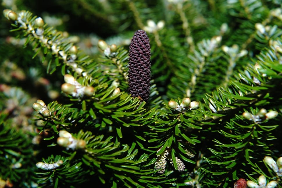 green and brown pine cone preview