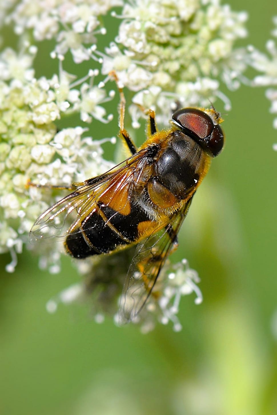 hover fly preview