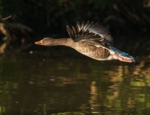 gray goose flying across the water thumbnail