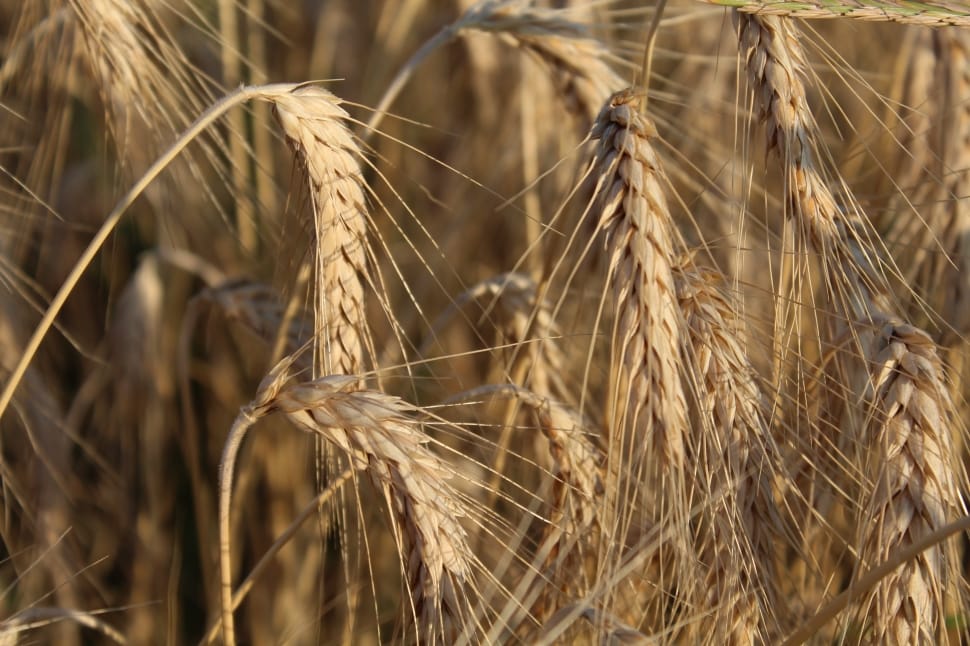 Ears, Flour, Agriculture, Wheat, cereal plant, agriculture preview