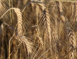 Ears, Flour, Agriculture, Wheat, cereal plant, agriculture thumbnail