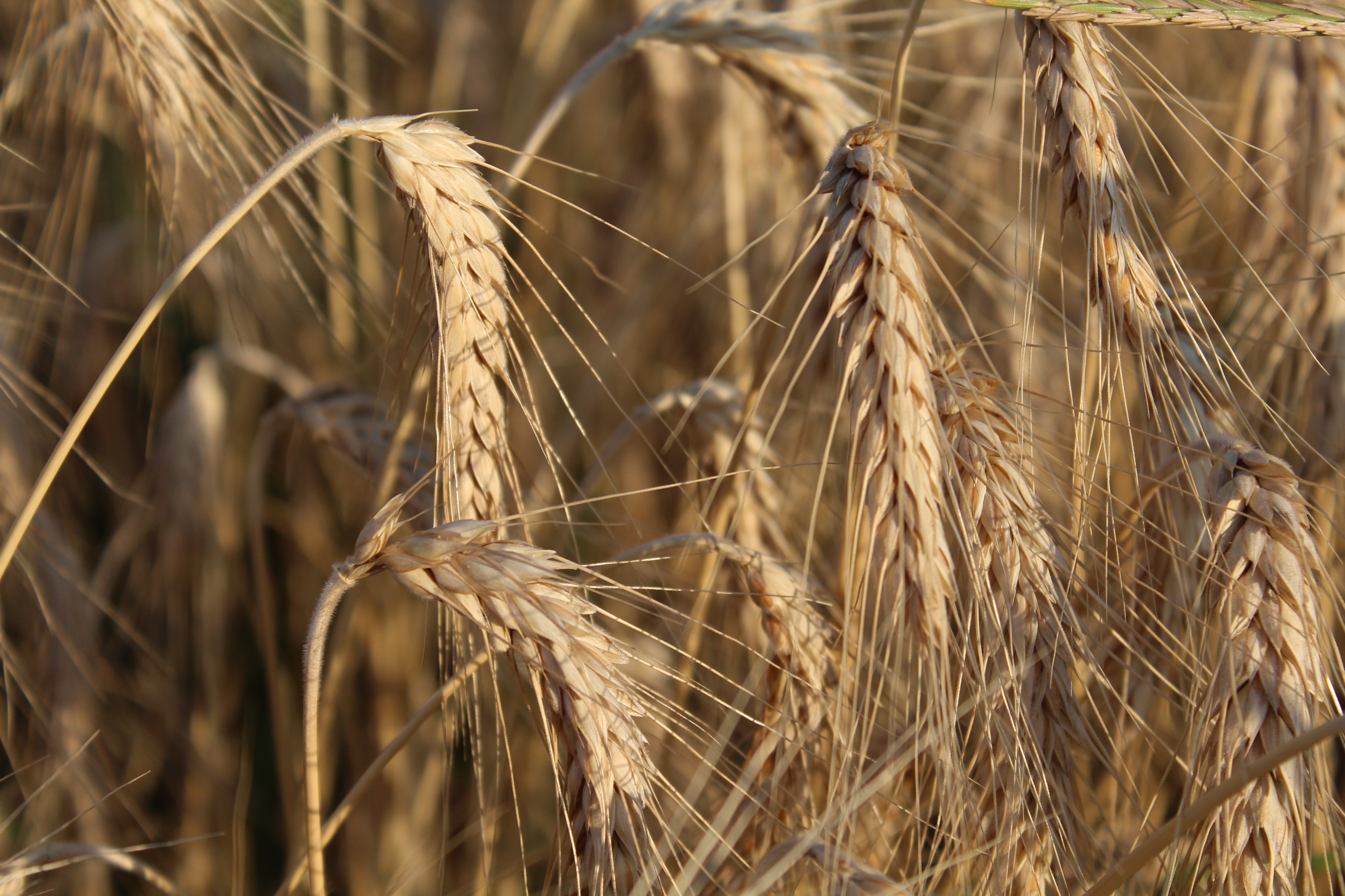 Ears, Flour, Agriculture, Wheat, cereal plant, agriculture