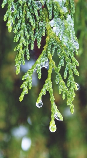 Tree, Beaded, Cypress, Drop Of Water, green color, healthcare and medicine thumbnail