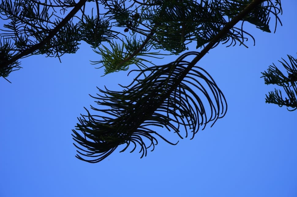 low angle view of green leaf tree preview