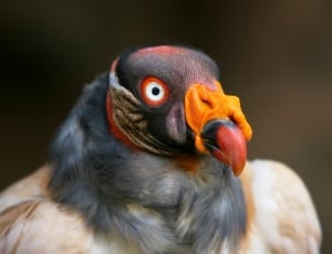 dodo bird thumbnail