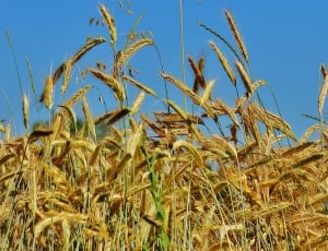 wheat field under blue skies thumbnail