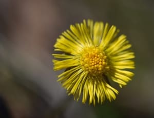 yellow cosmos flower thumbnail
