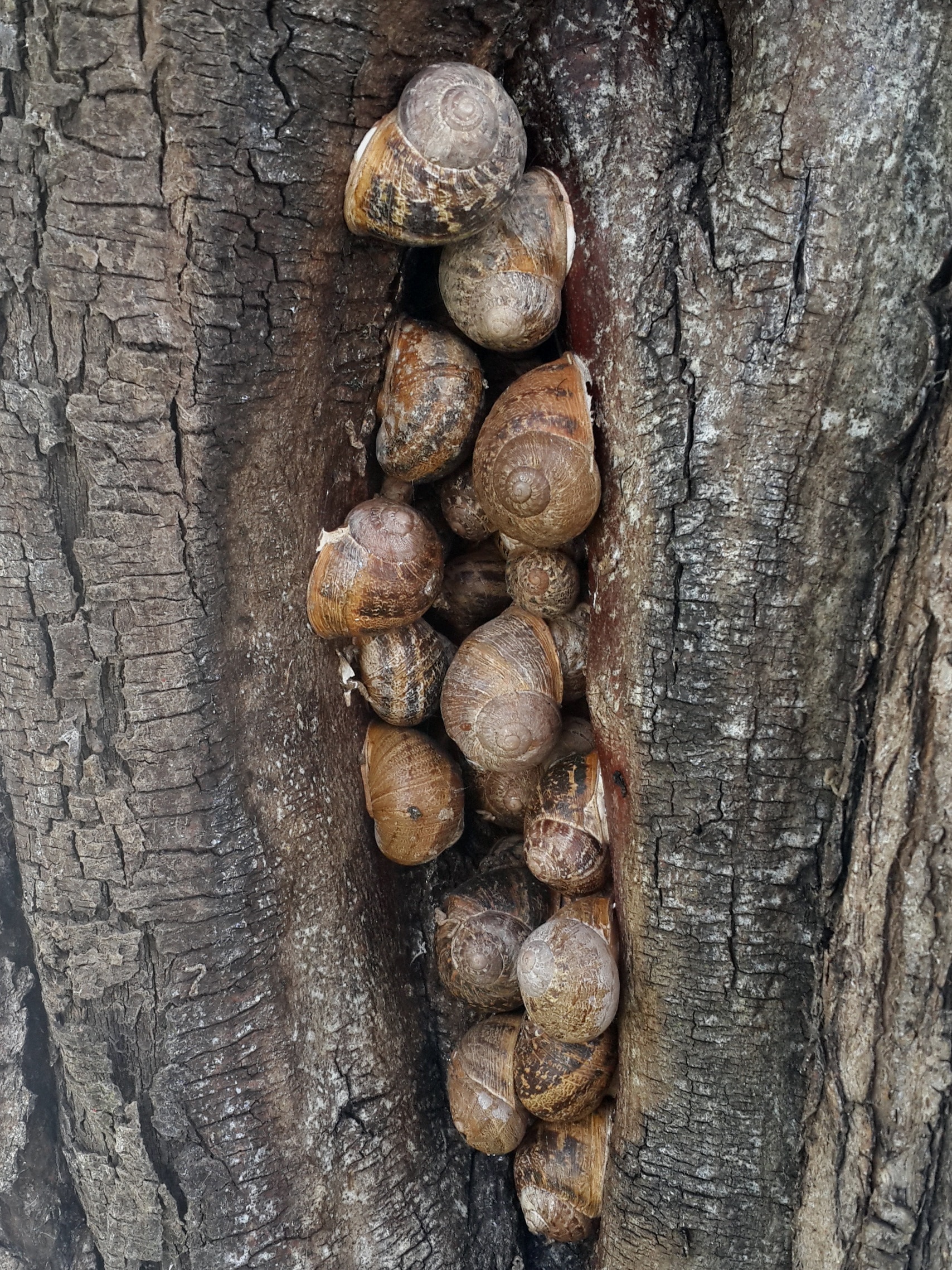 snail lot
