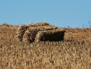 brown hay thumbnail