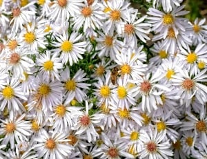 white-and-yellow flowers thumbnail