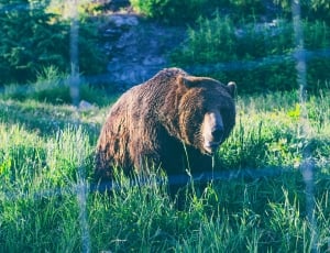 brown grizzly bear sitting on green grasses thumbnail