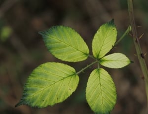 macro photography of plant leafs thumbnail