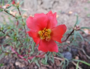 red and green petaled flower thumbnail