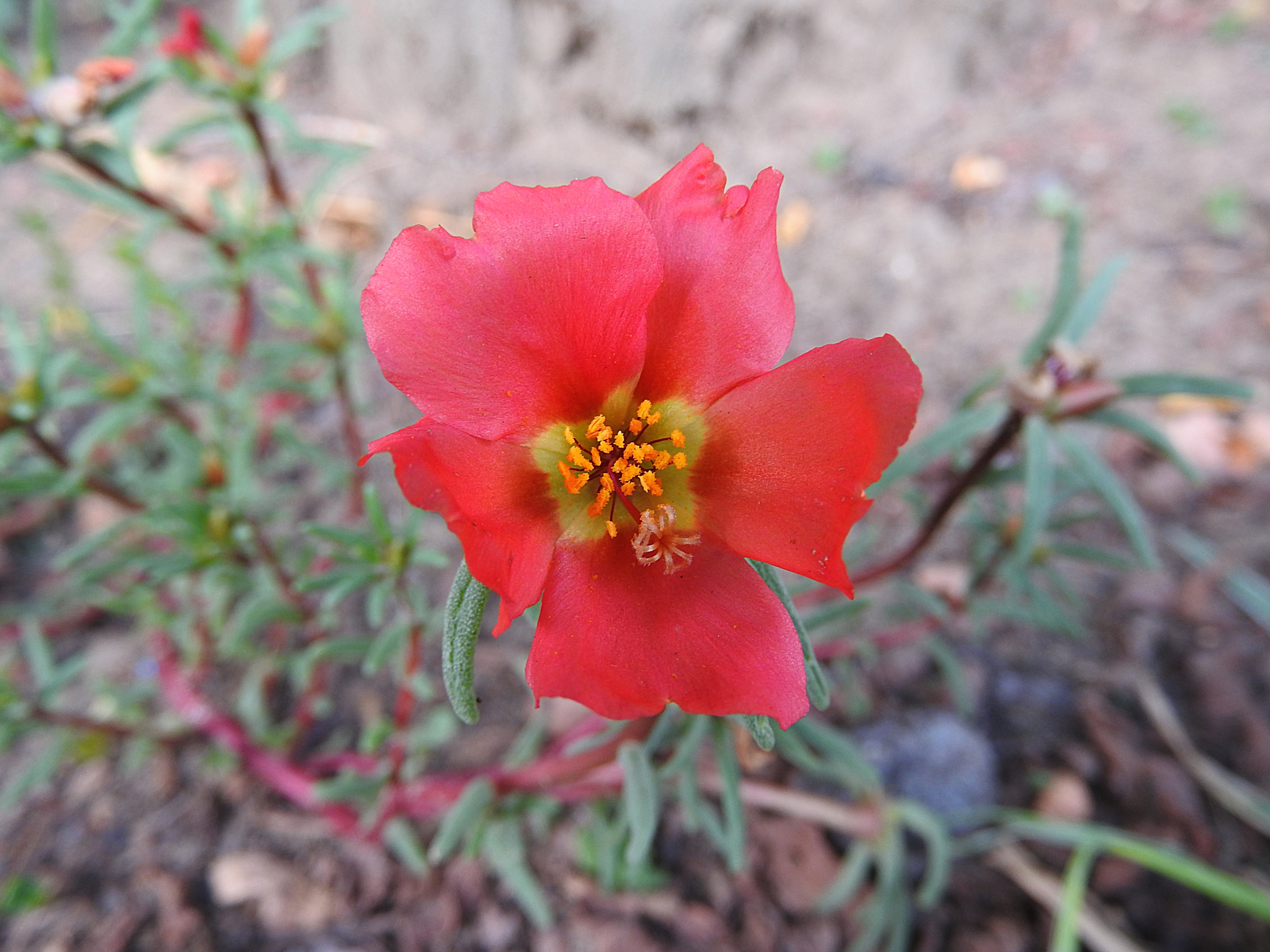 red and green petaled flower