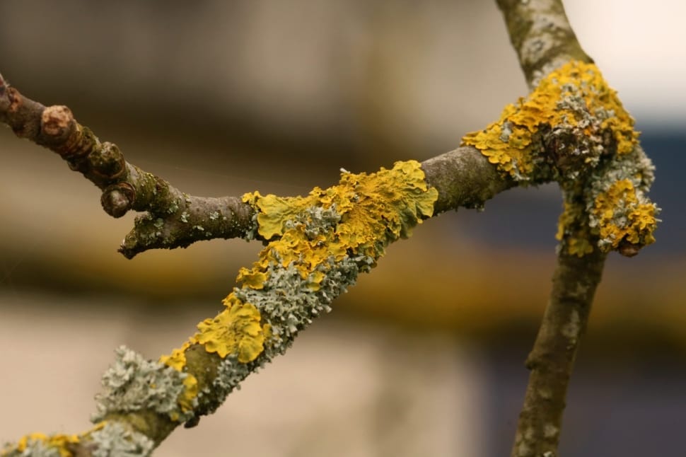 yellow and grey moss preview