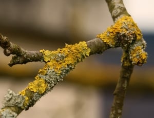 yellow and grey moss thumbnail