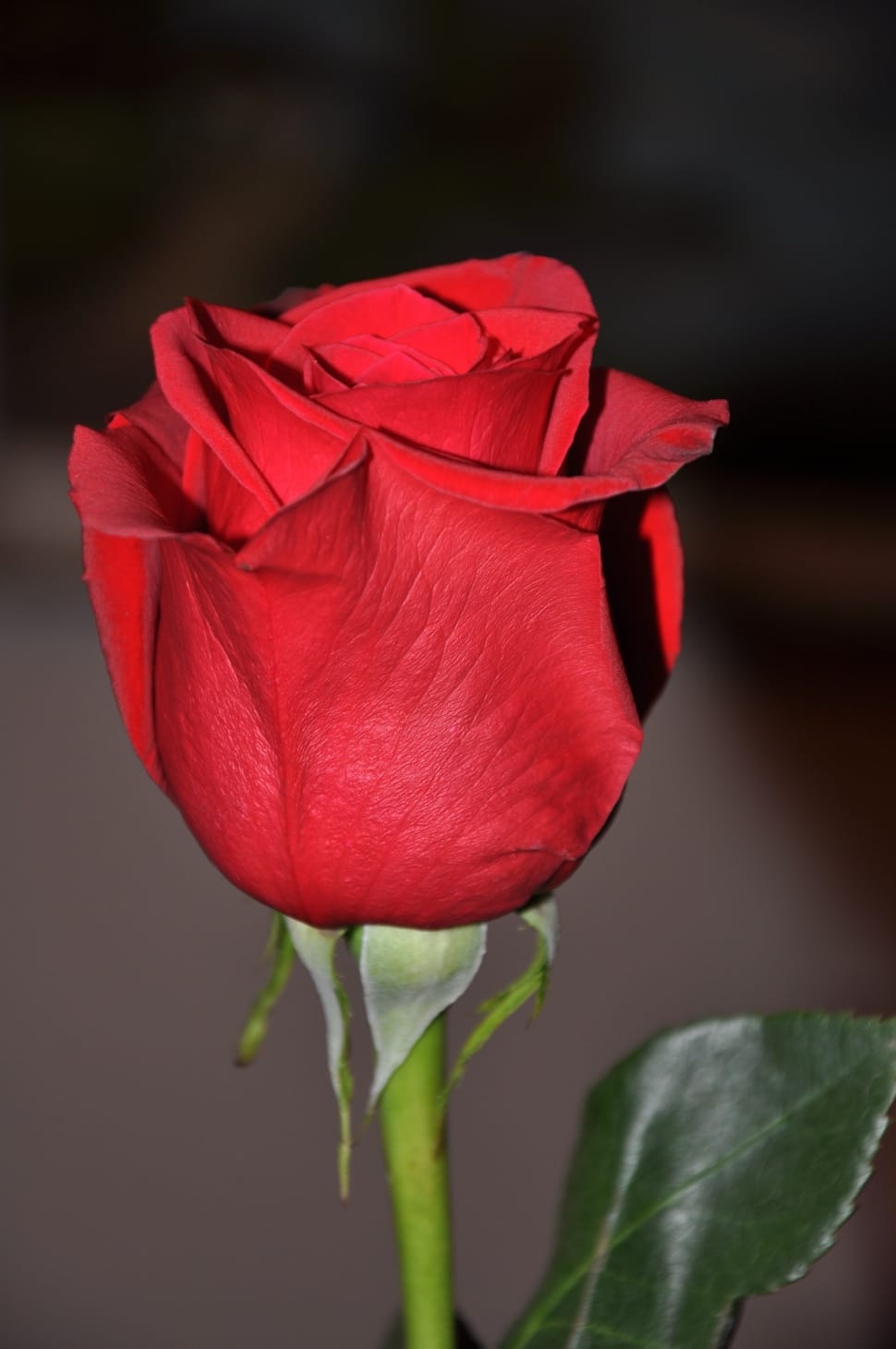 close up photography of a red rose flower preview
