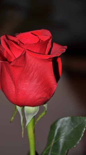 close up photography of a red rose flower thumbnail