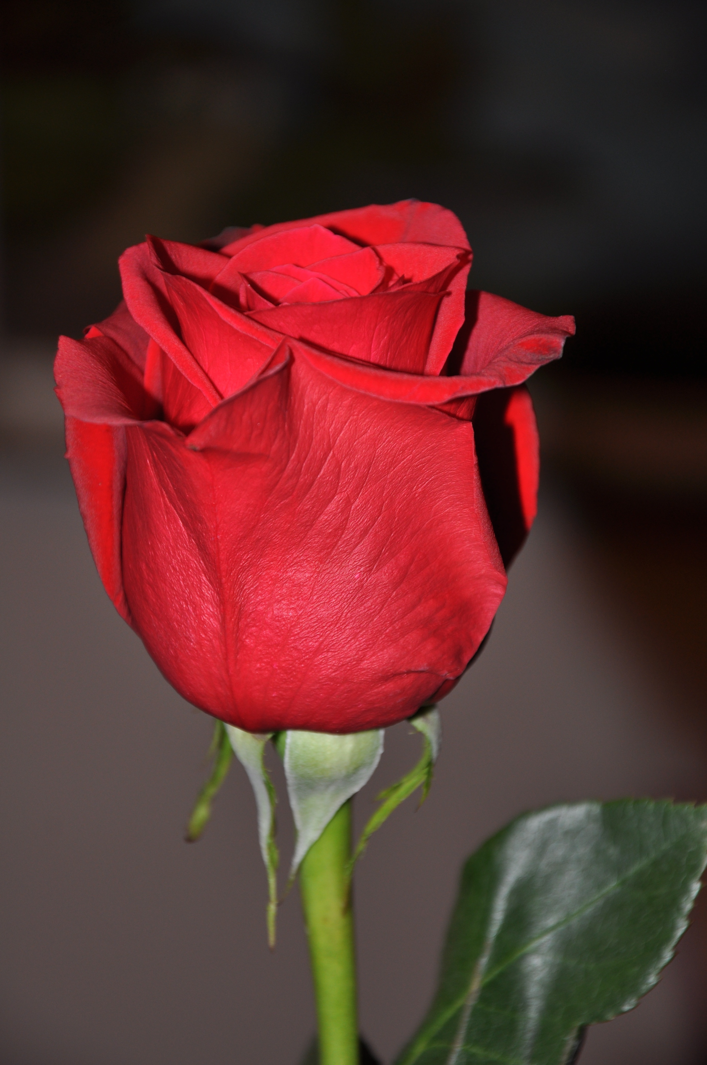 close up photography of a red rose flower