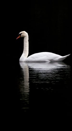 white swan on body of water thumbnail