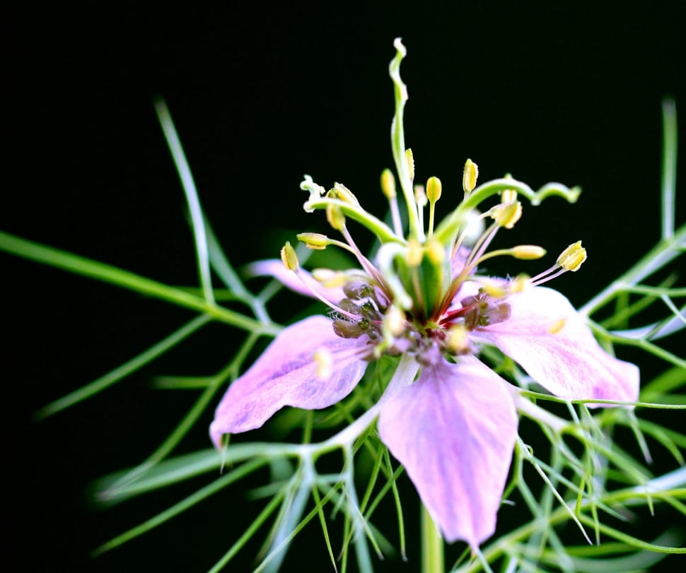 Nature, Plant, Botany, Blossom, Flower, flower, close-up preview