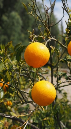 3 mandarin fruits thumbnail