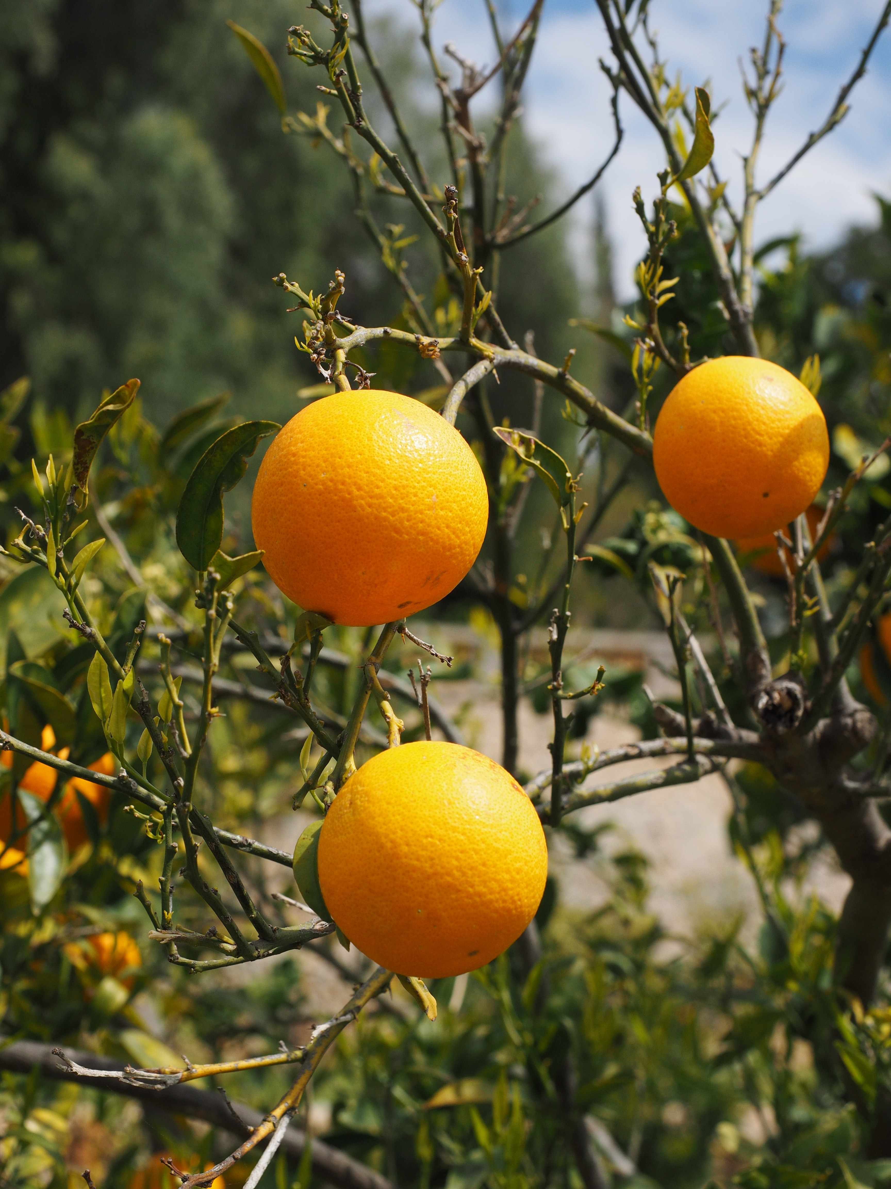3 mandarin fruits