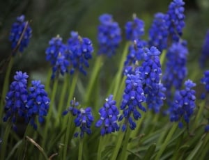 Blue, Garden, Spring, Grape Hyacinths, purple, flower thumbnail