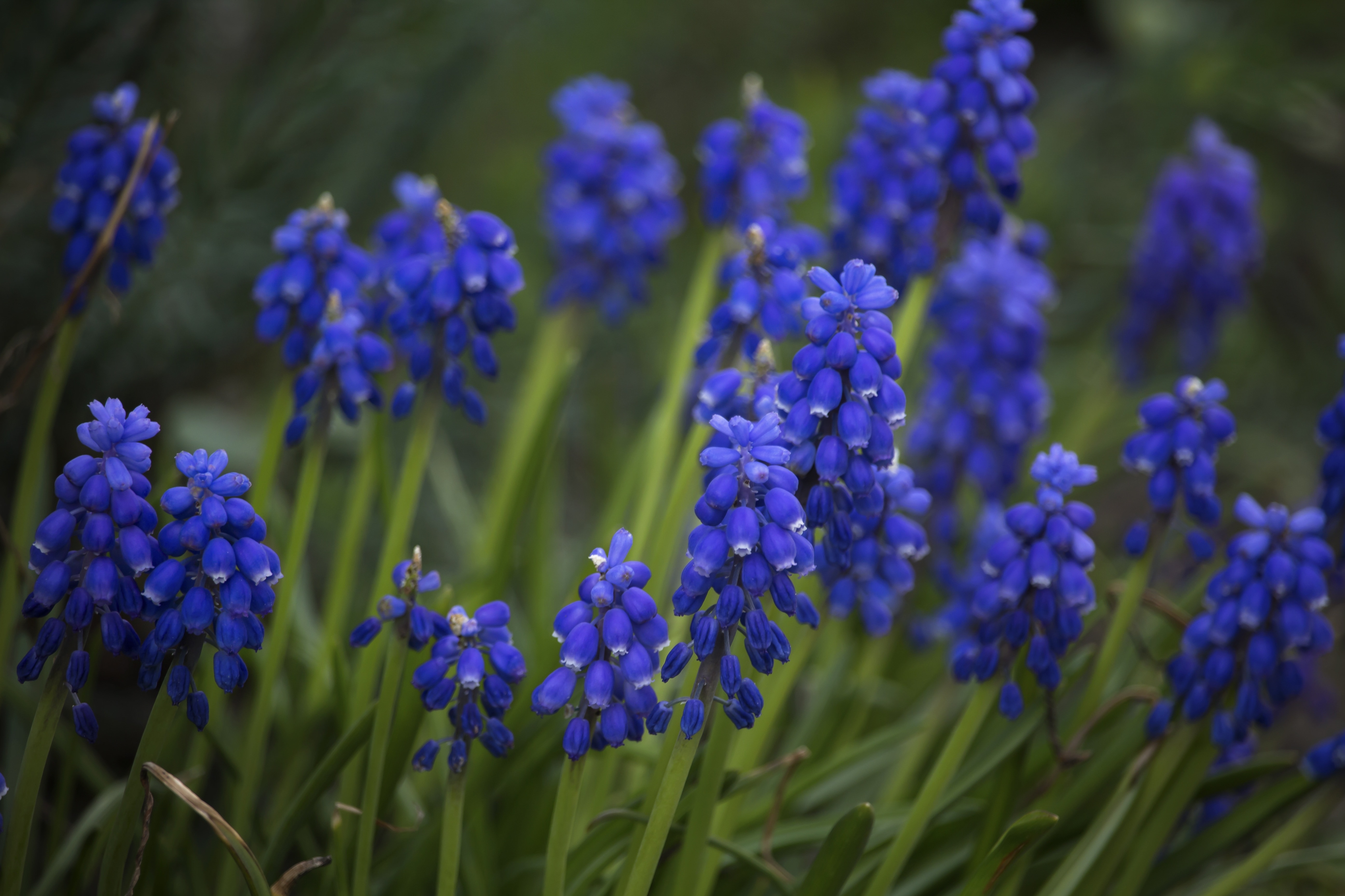 Blue, Garden, Spring, Grape Hyacinths, purple, flower