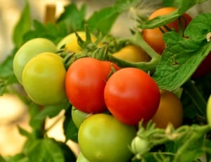 red-and-green tomatoes thumbnail