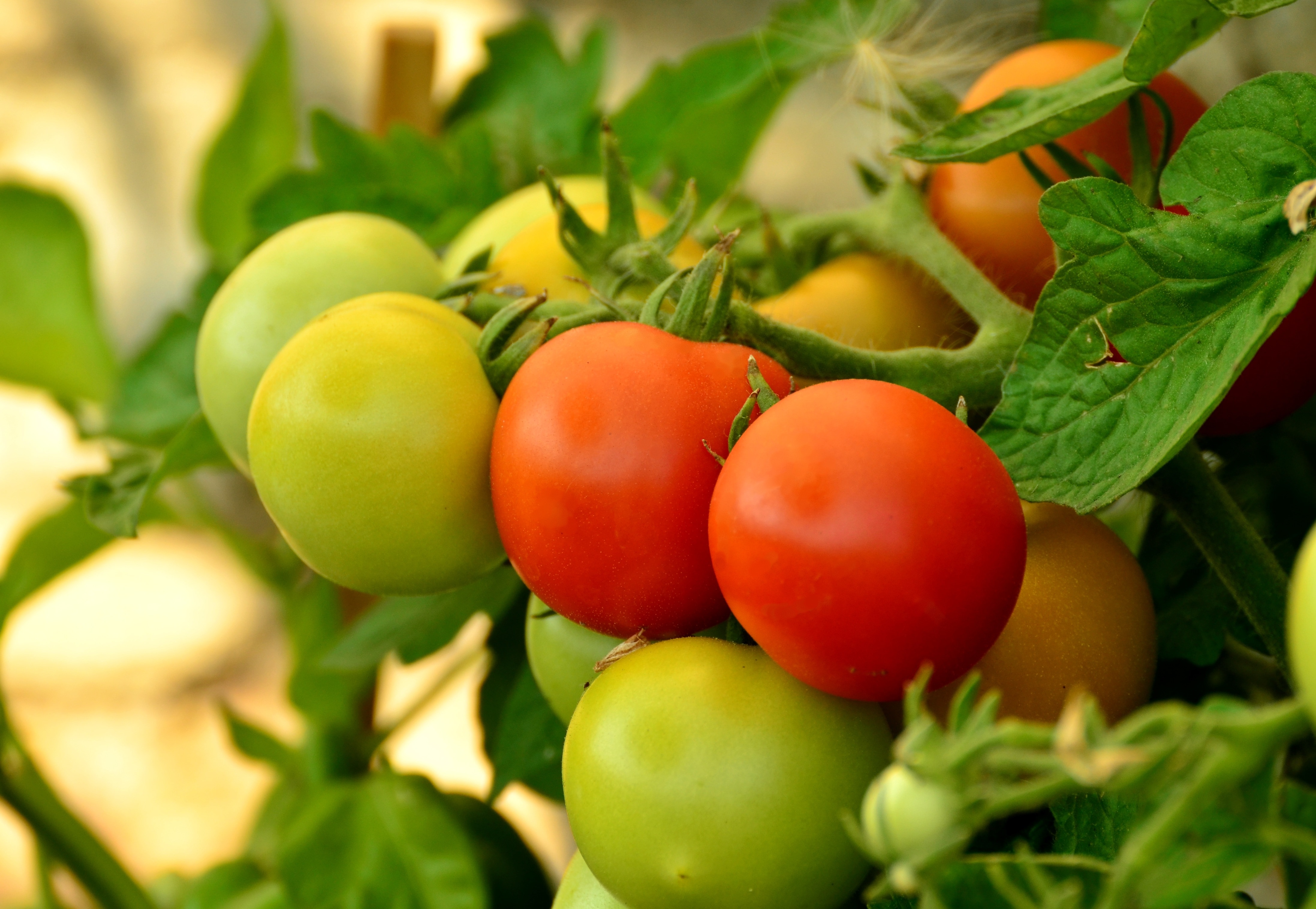 red-and-green tomatoes