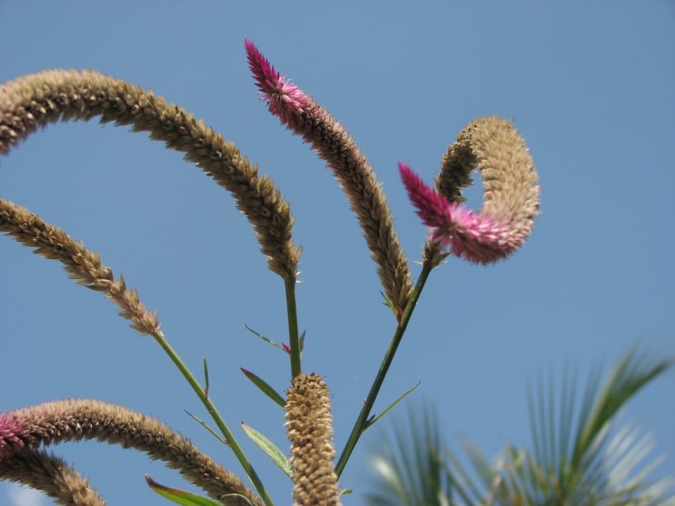 pink and brown feather celosia preview
